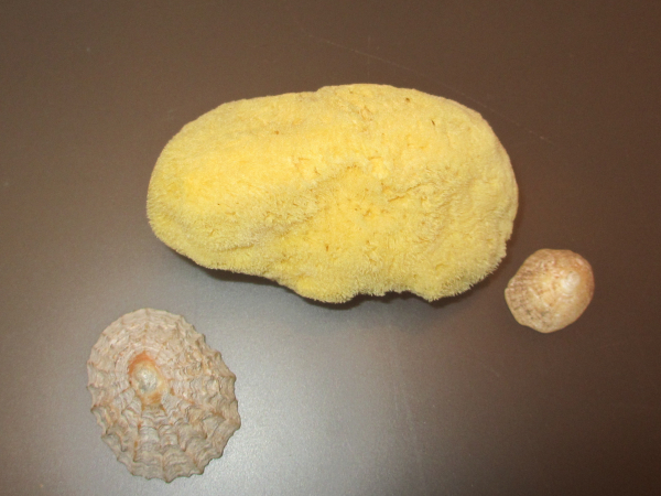 Menstruations-Schwämmchen klein